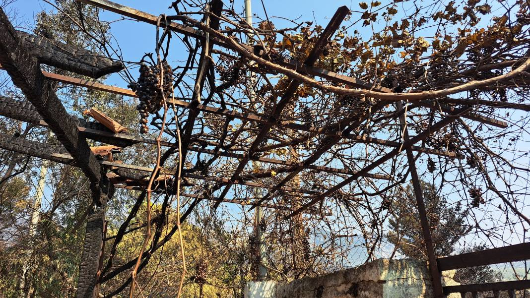 Meriç Bölgesi'nde yanan ormanlık alanda ceset bulundu - Resim: 26